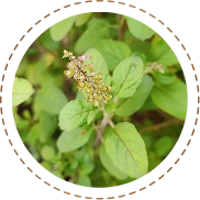 Tulsi Extract